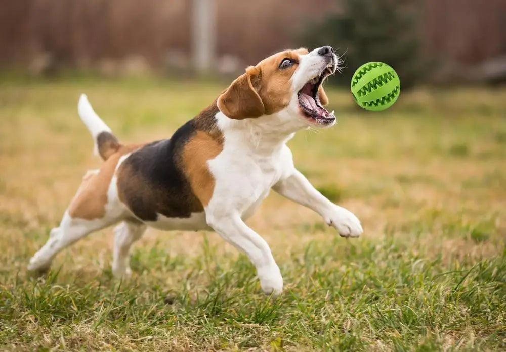 Durable Rubber Dog Ball Toy 🐶 – Interactive Chew & Dental Toy for Small & Large Dogs!